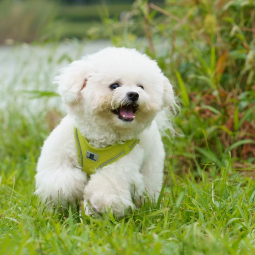 Harnais confort et sécurité pour chien